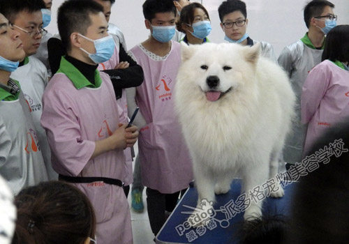 派多格宠物美容师