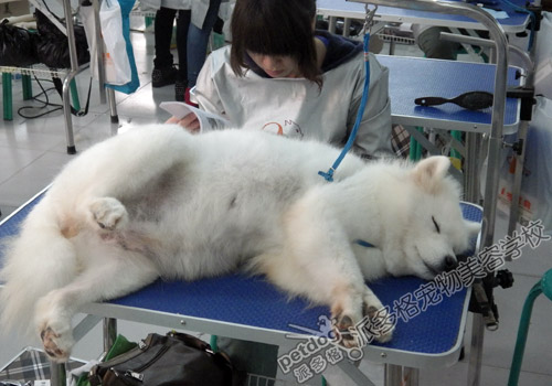 派多格宠物美容师