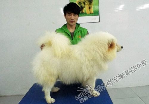 派多格宠物美容师