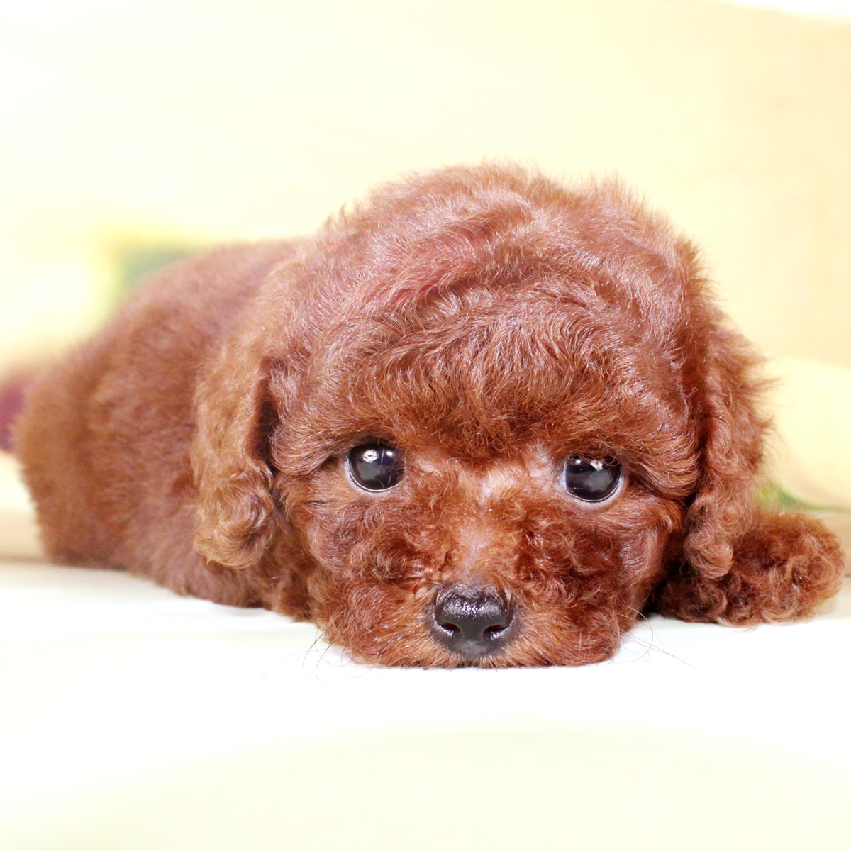 泰迪犬