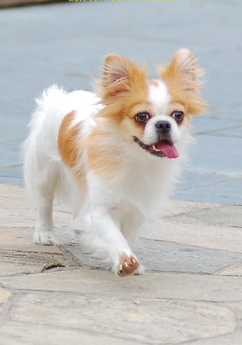 博美犬的毛发美容护理方法