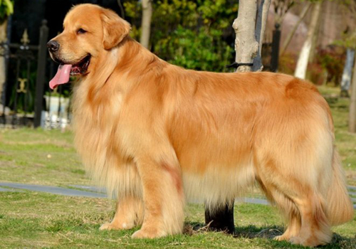 让金毛犬听话的小常识
