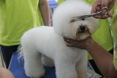 男生可以学习宠物美容师怎么样_宠物美容学校
