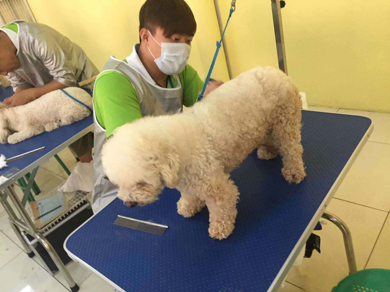 派多格宠物学员学习课堂