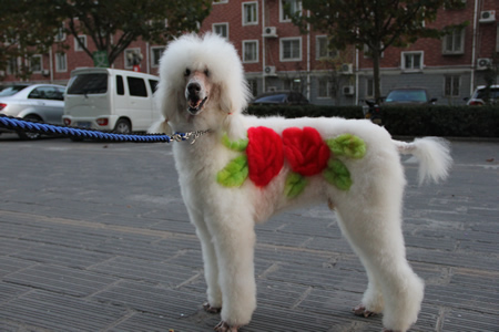 巨型贵宾犬学员作品