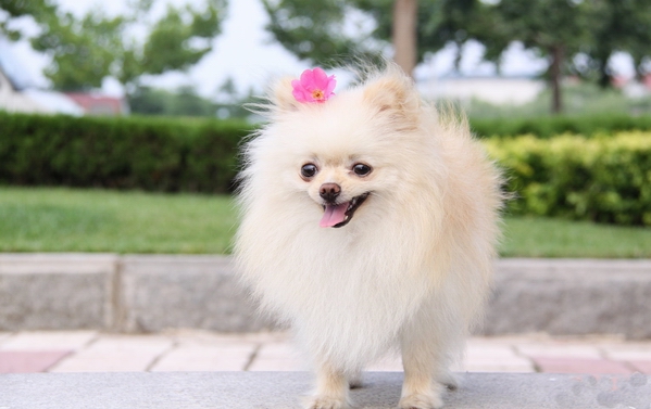 不同的博美犬也有一定的差异，要区别对待