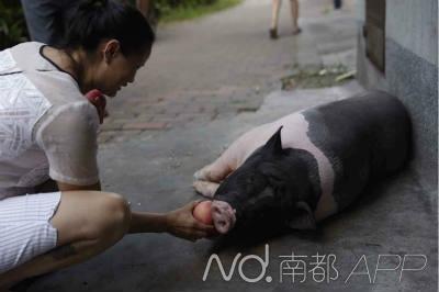 广东200斤宠物猪被送猪场依依不舍一小时不离家