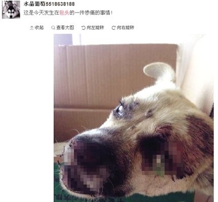 爱狗人士上传的网页截图