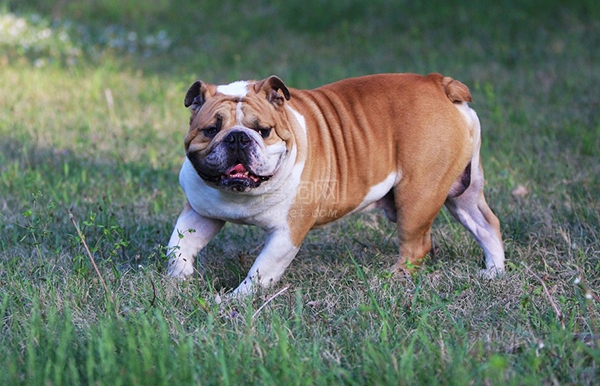 英国斗牛犬