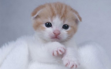 苏格兰折耳猫