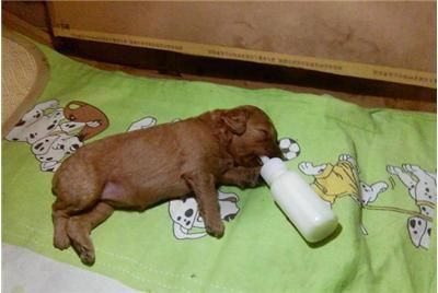 喂养贵宾犬