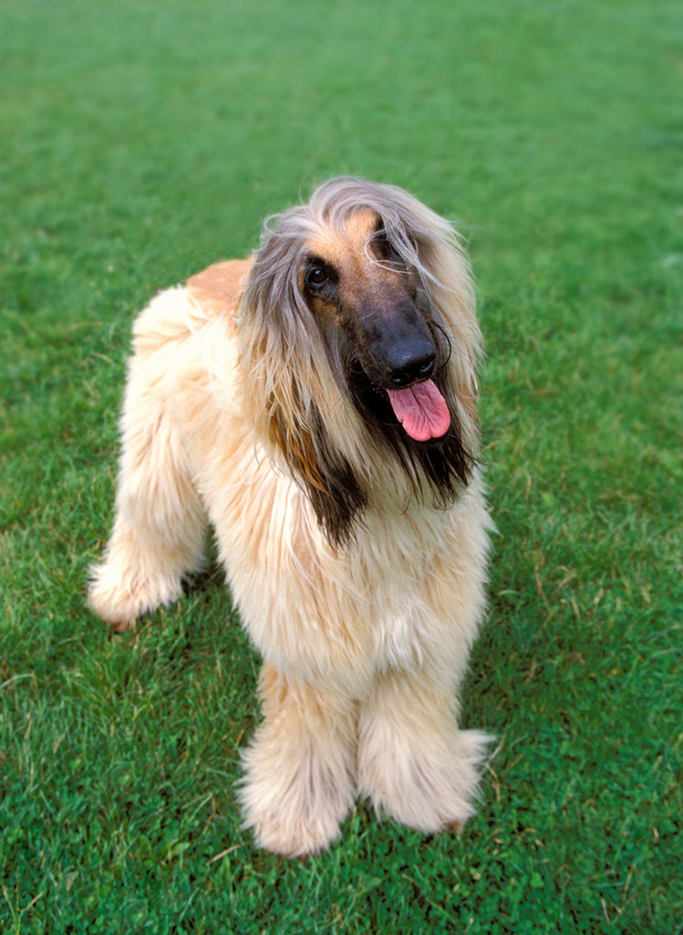 吉娃娃犬