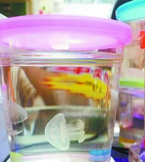 水族市场在售水母