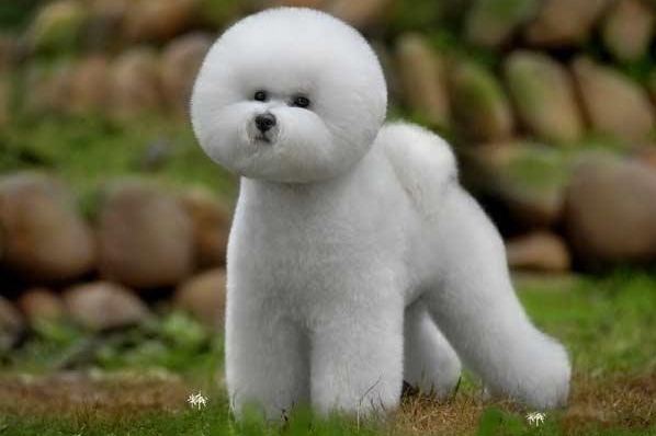 柯基犬到底为什么没有尾巴